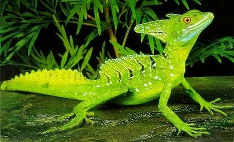 Basilisk lizard along Tortuguero waterways