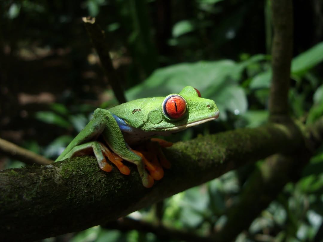 Red-eyed tree frog in Costa Rica rainforest
