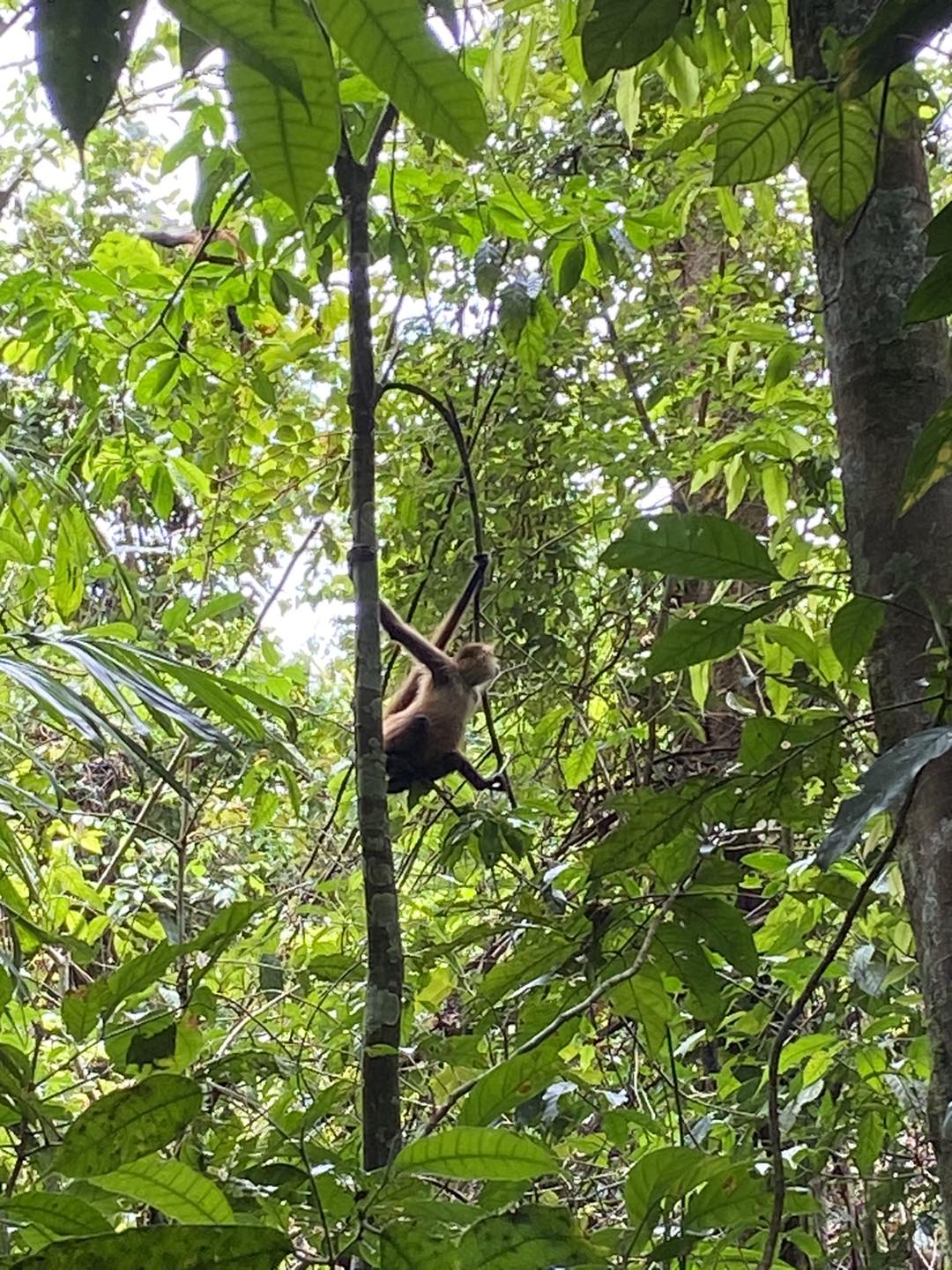 Rainforest immersion from water Tortuguero