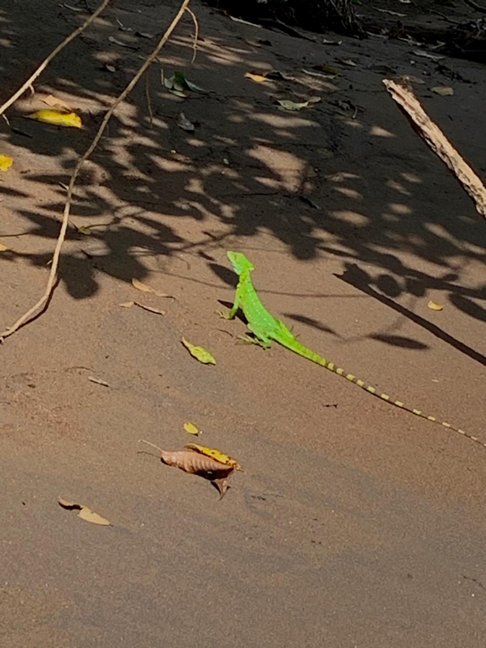 Wildlife in Tortuguero National Park