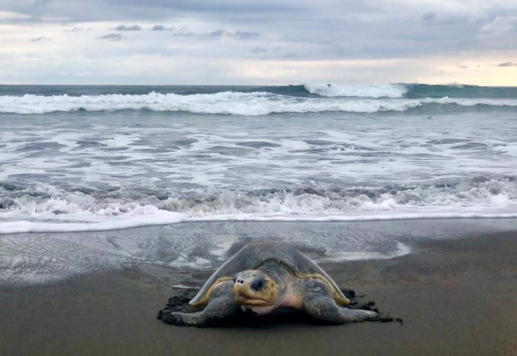 Green Sea Turtles Tortuguero