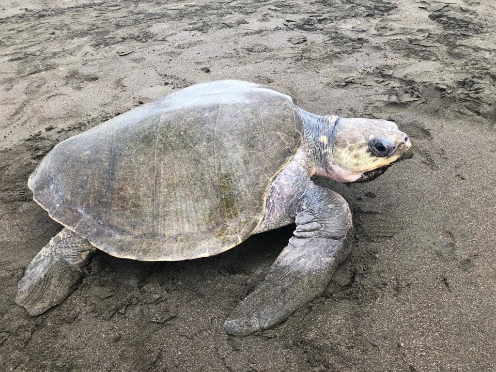Green sea turtle nesting Tortuguero