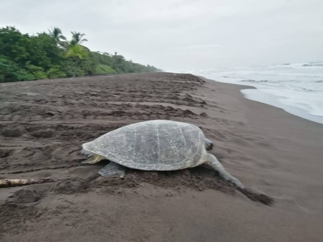 Turtle nesting season Costa Rica