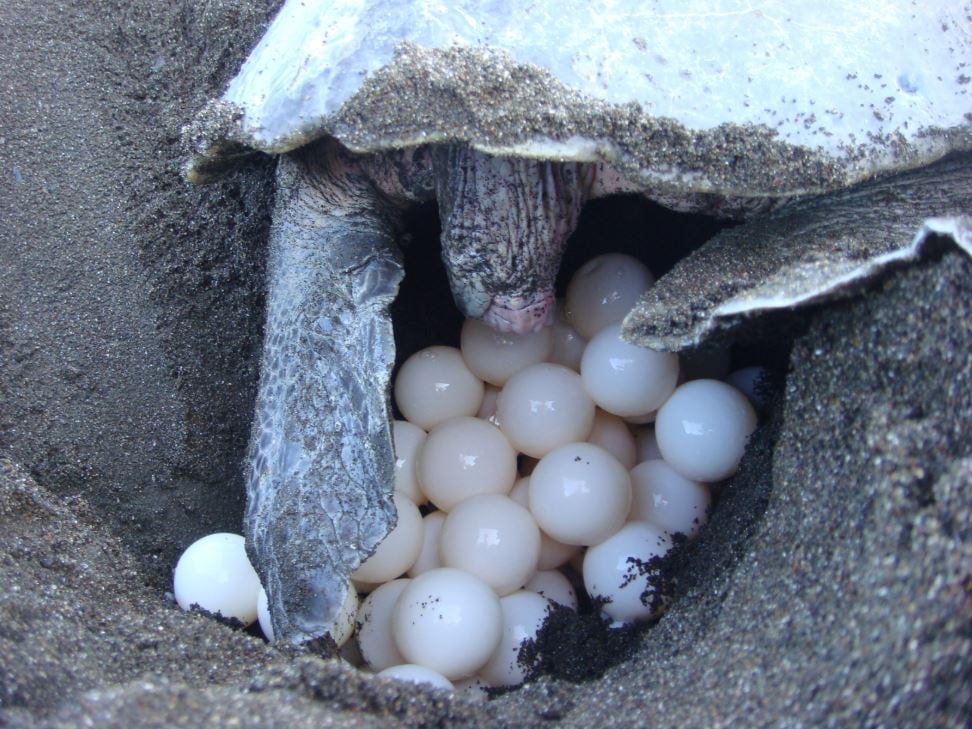 Sea turtle Caribbean coast Tortuguero