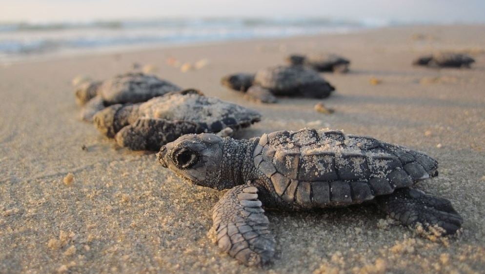 Green sea turtle hatchlings Costa Rica