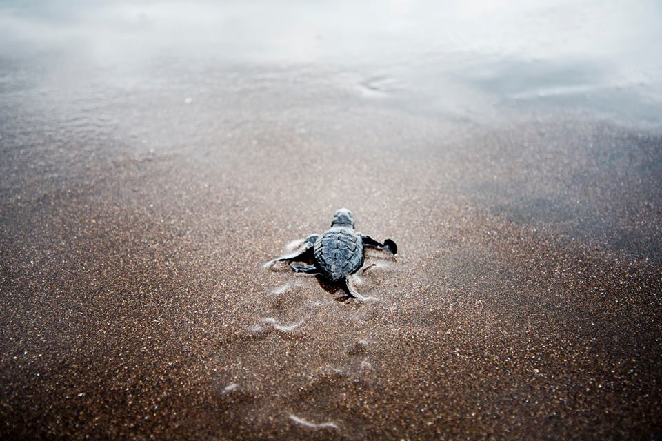 Jungle Tom Safaris turtle tour Tortuguero