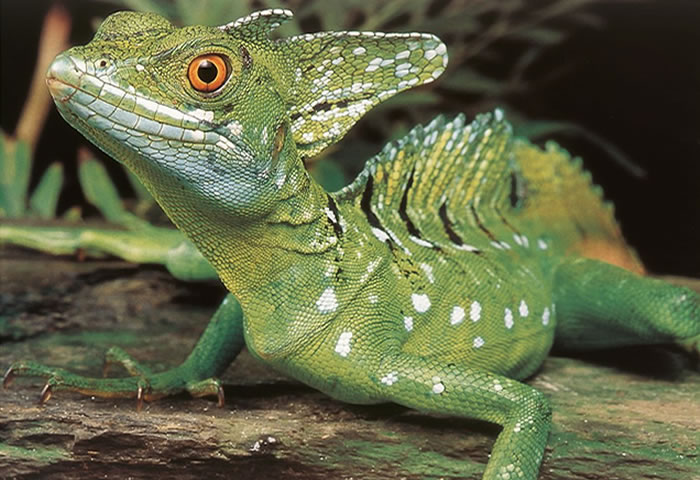 Tortuguero 1