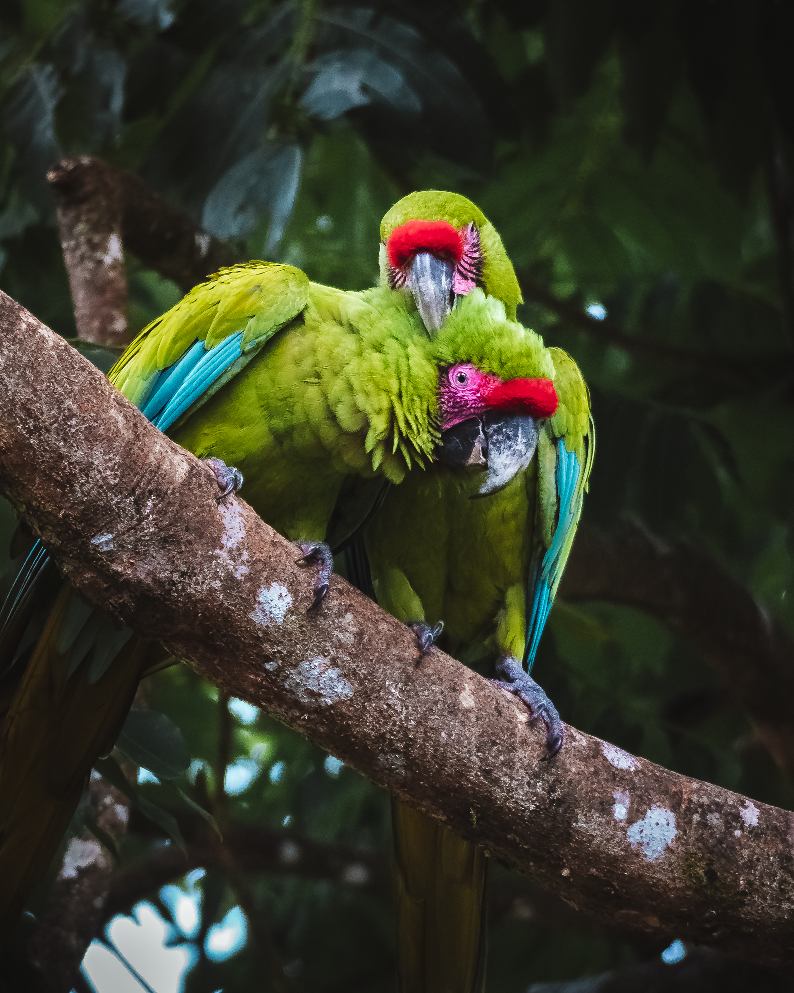 Tortuguero 12
