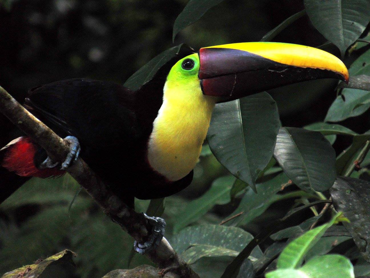 Tortuguero 3