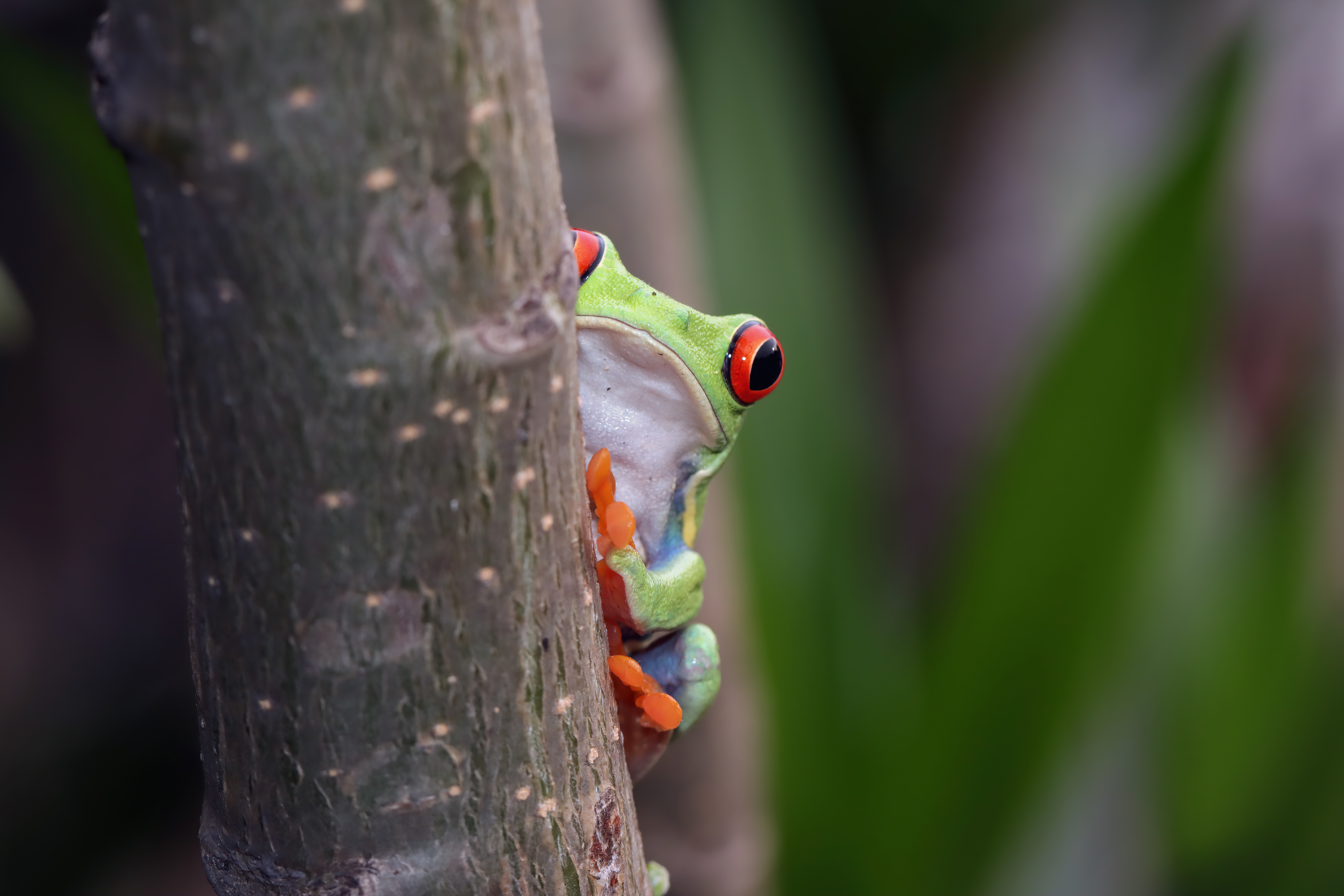 Tortuguero 8