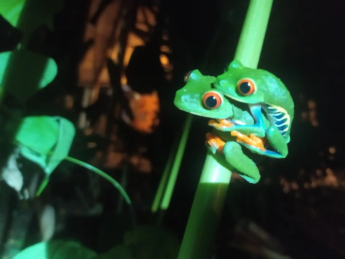 Aninga Lodge photo 34