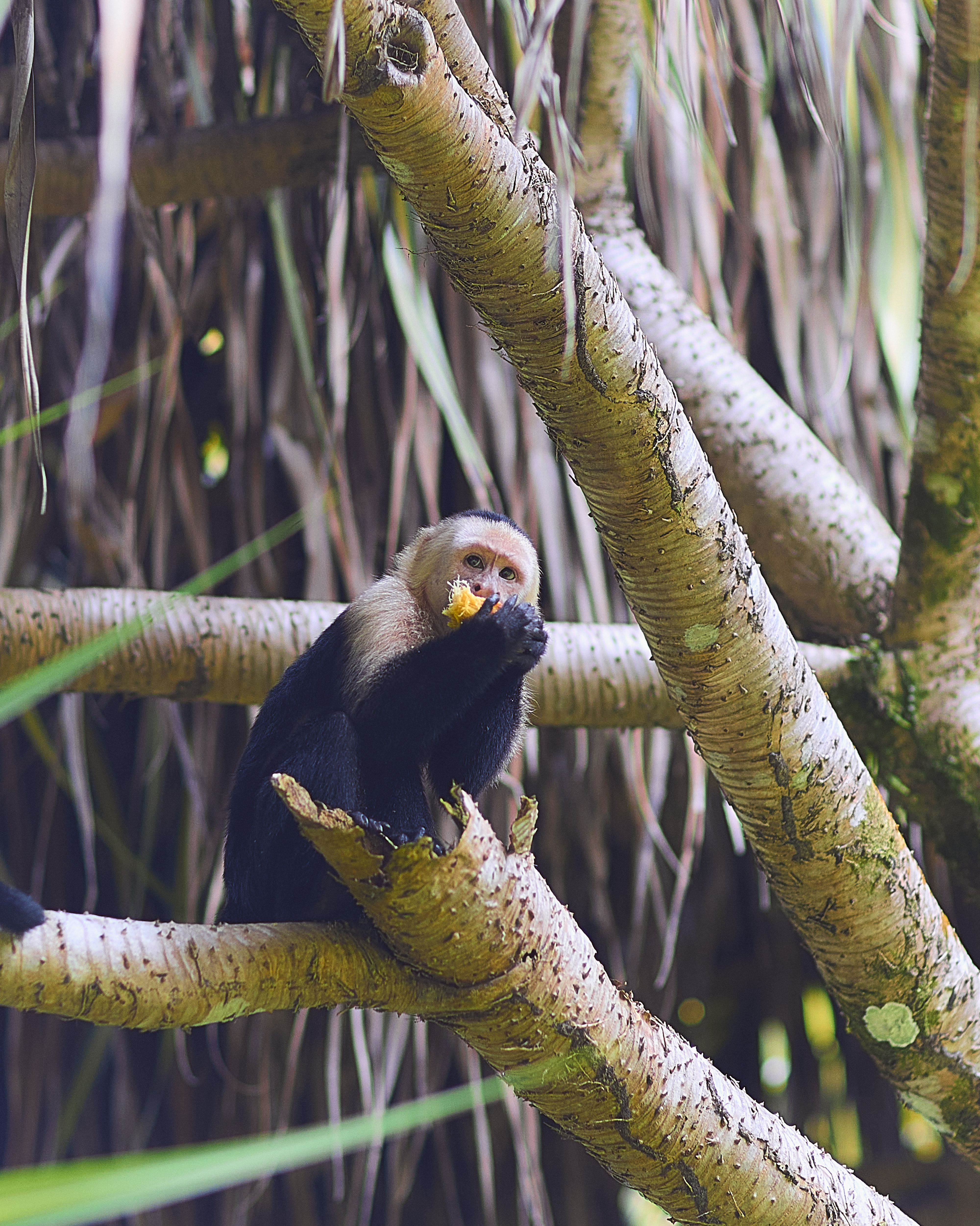 Hotel Evergreen Lodge photo 4