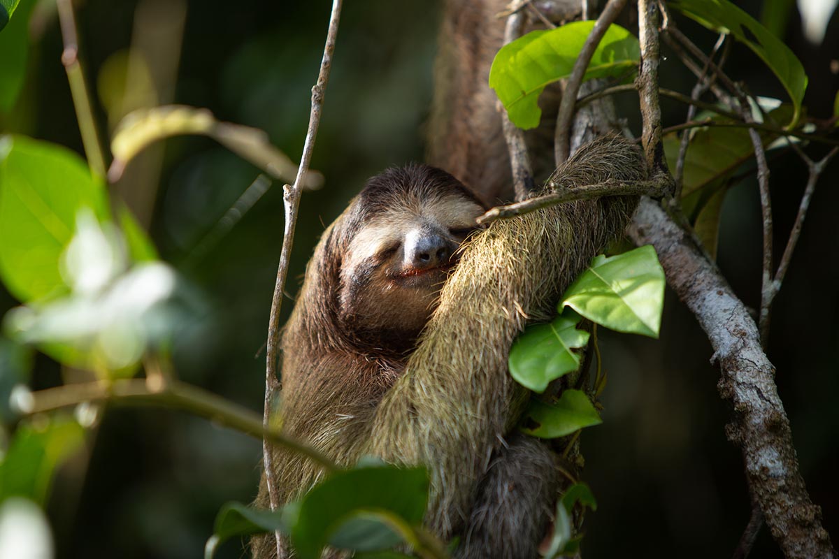Hotel Pachira Lodge photo 21