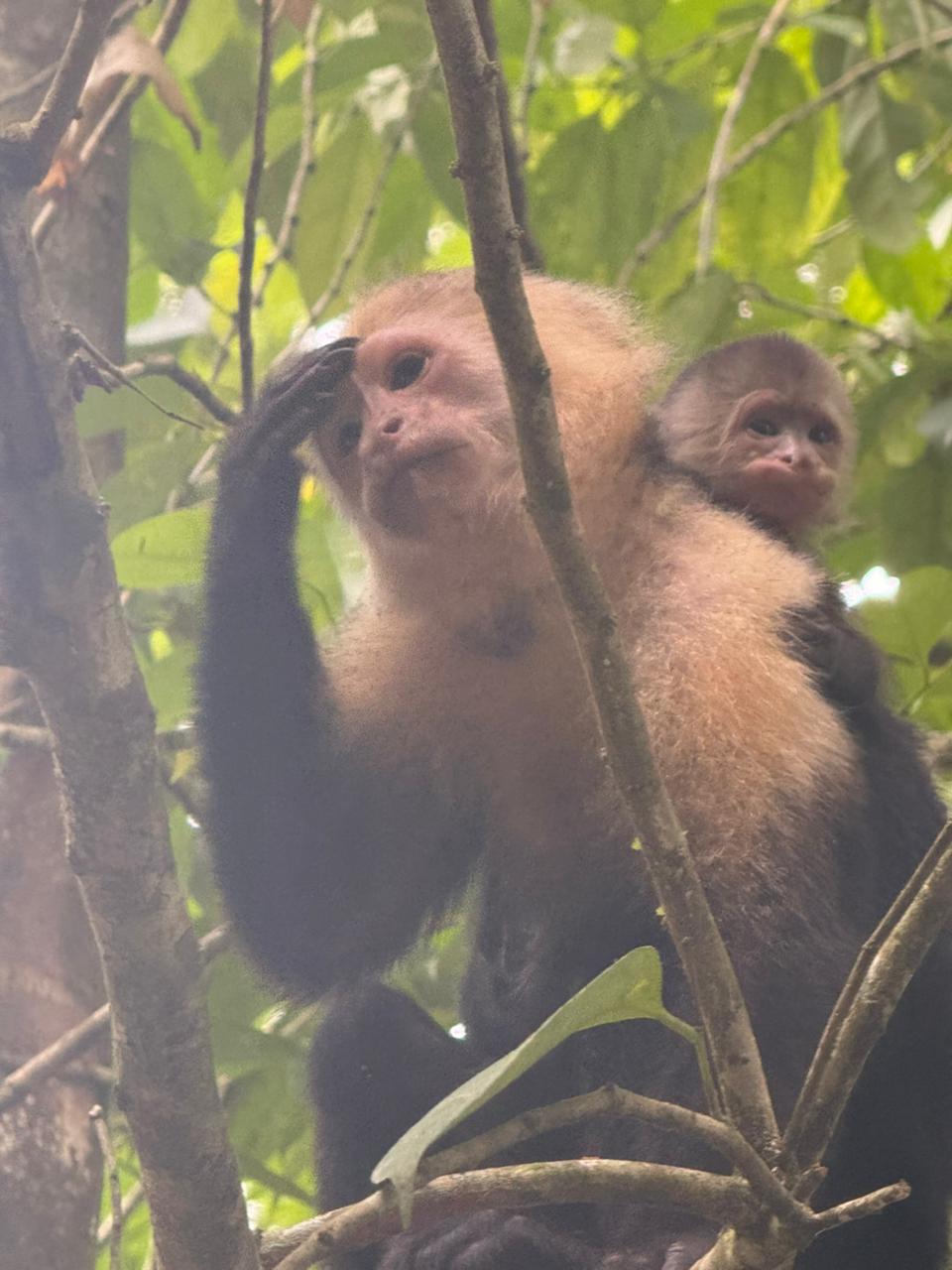 Tortuguero one-day experience photo 16