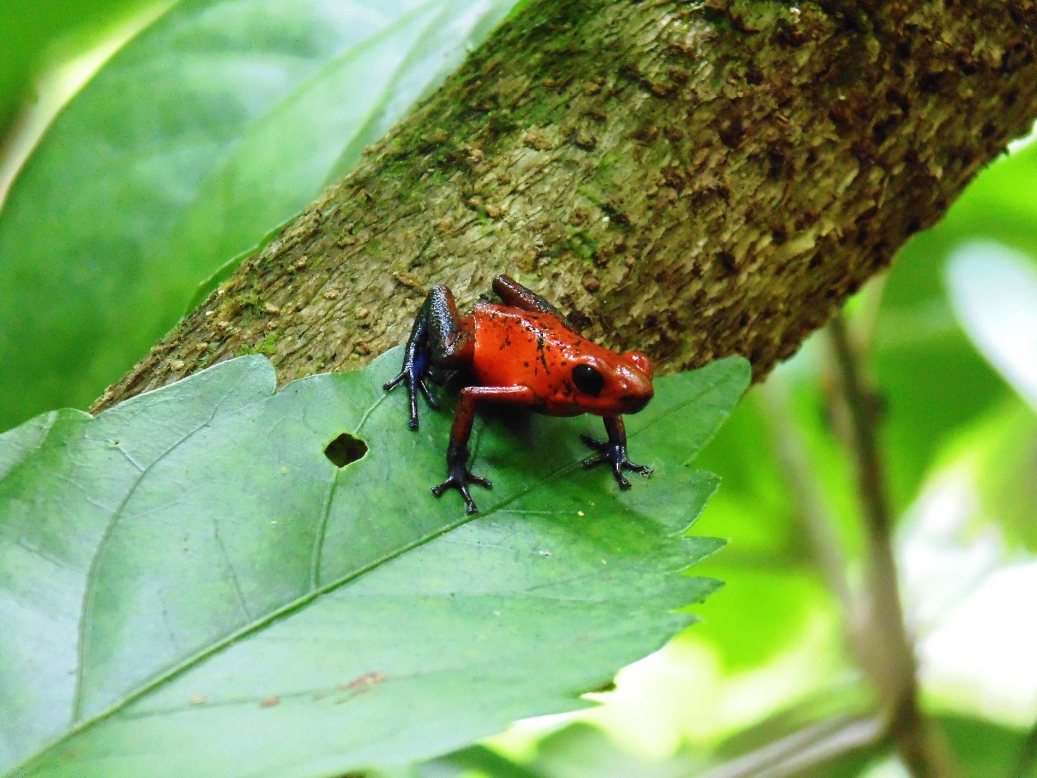 Tortuguero one-day experience photo 18