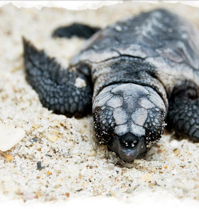 Three day Tortuguero gallery photo 22