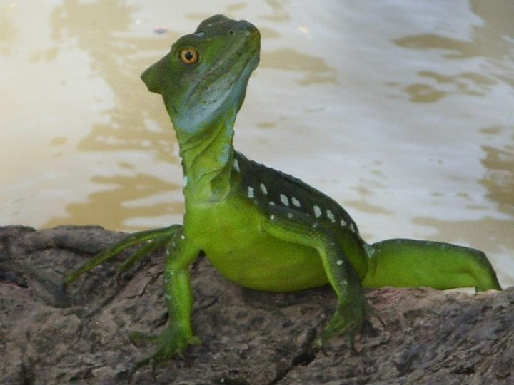 Two day Tortuguero gallery photo 15