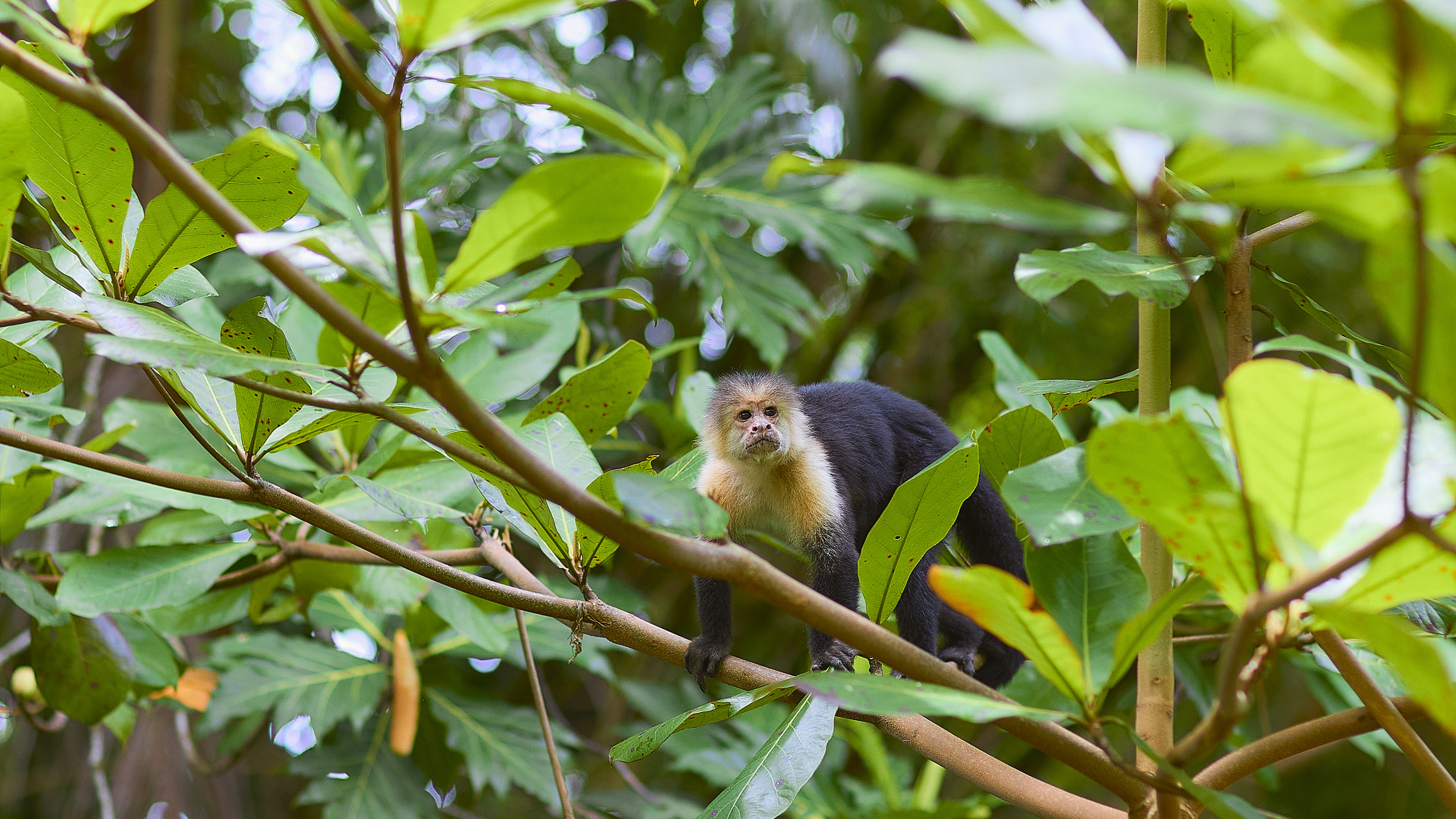 Two day Tortuguero gallery photo 16