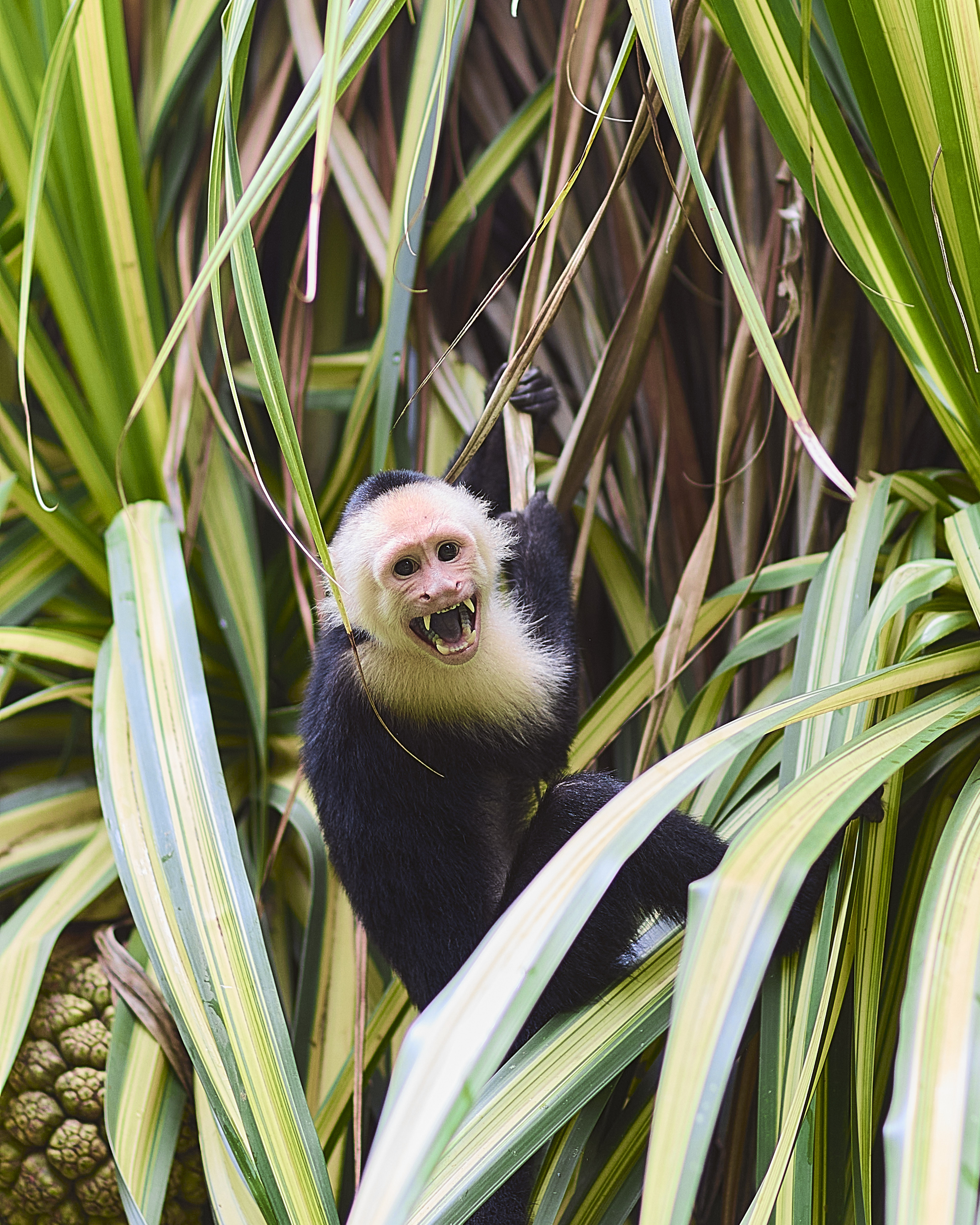 Two day Tortuguero gallery photo 27