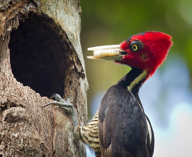 dacacfc6422c4012800120c54e3f7d9e--woodpeckers-lunches